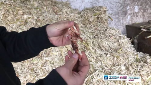 紅糖安全風波 義烏知名紅糖廠被查出多項問題，如何科學看待？