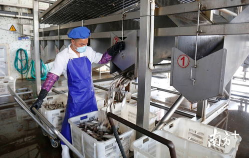 鯪魚罐頭出口逆勢上揚，中山食品企業迎全面復工熱潮